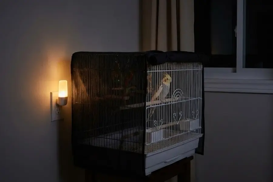 Quiet Bird Species: The Best Options for Apartment Living