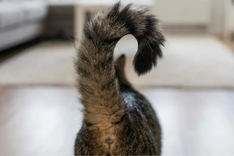Decoding Cat Language: What Different Tail Wags Mean