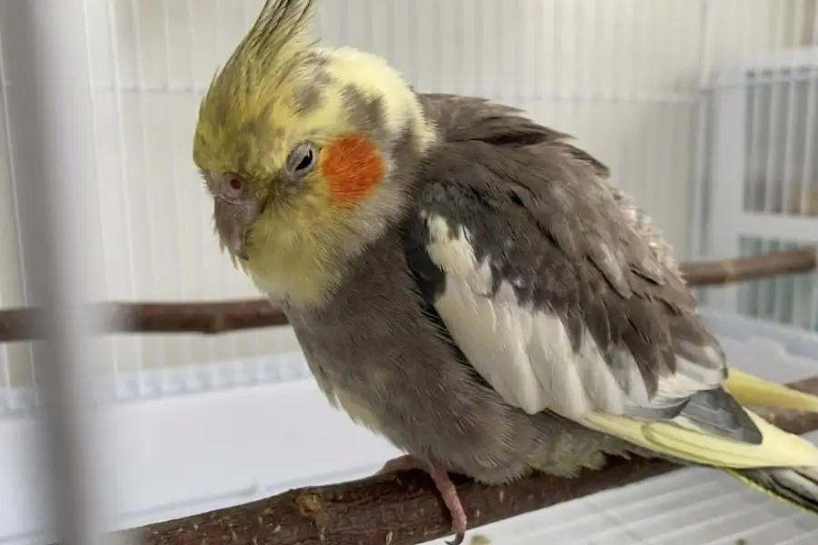 Signs Your Pet Bird Is Sick (And What To Do First)